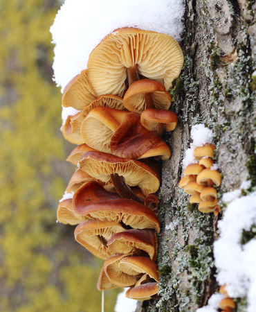 Yellow mushrooms on a tree trunk in the winter forestの写真素材