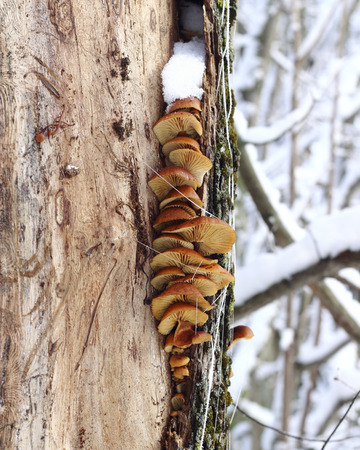 Yellow mushrooms on a tree trunk in the winter forestの写真素材