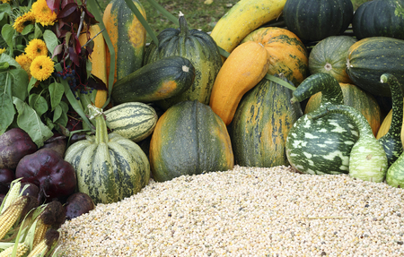 close up organic varieties of pumpkins and squashesの写真素材