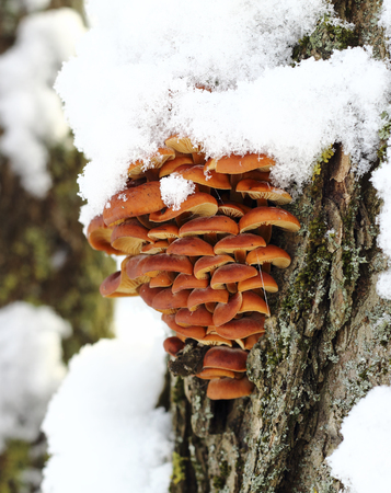 Yellow mushrooms on a tree trunk in the winter forestの写真素材