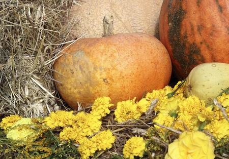 This is a beautiful image of autumn, with pumpkins and chrysanthemumsの写真素材