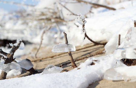 Nature, frozen plants close up in winterの写真素材