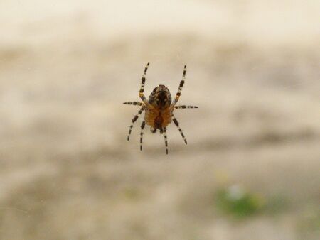 Simply small spiderの写真素材