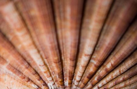 Abstract Macro of Rills of a Shell
