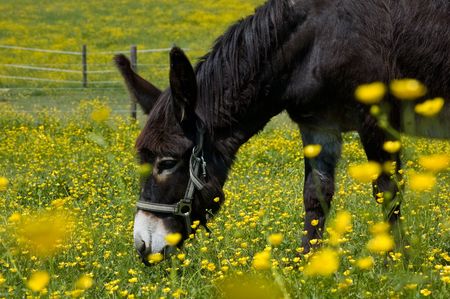 Donkey in a Field of yellow Flowers