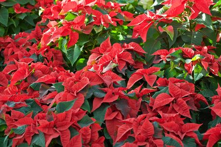Lot of Poinsettiasの写真素材