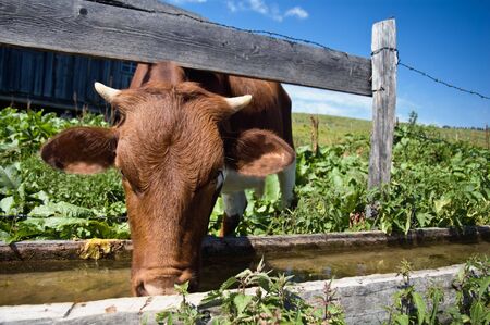 Drinking Cowの写真素材