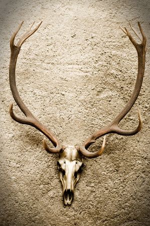 Deer's Skullの写真素材
