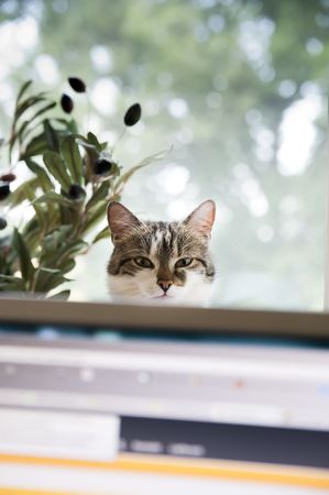 Cat behind a Monitor, look at the Person who is working on Computerの写真素材