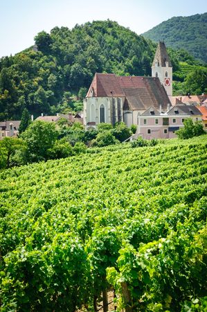 Church and Grape Vine in Wachau, Lower Austria.の写真素材