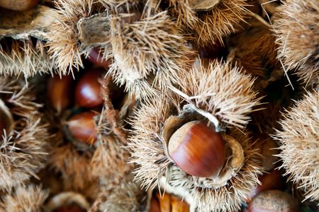 Fresh Sweet Chestnut in their Huskの写真素材