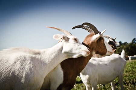 Two Goats snuggling on the meadowの写真素材