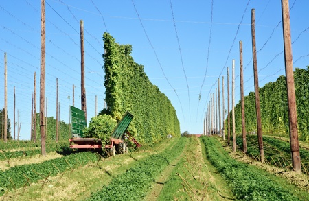Harvesting with a Tractor on a Hop Fieldの写真素材