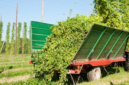 Truck being loaded with Hops at harvest timeの写真素材