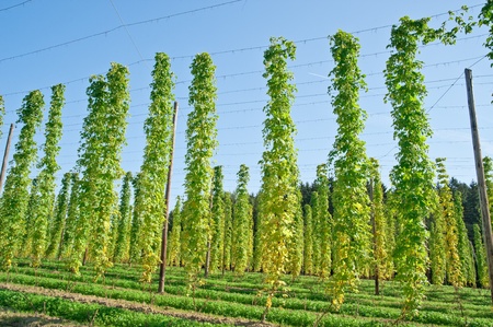 Hopfen07(3).jpg