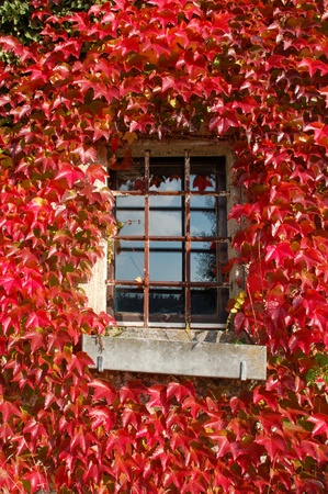 Red foliage frame on an old Windowの写真素材