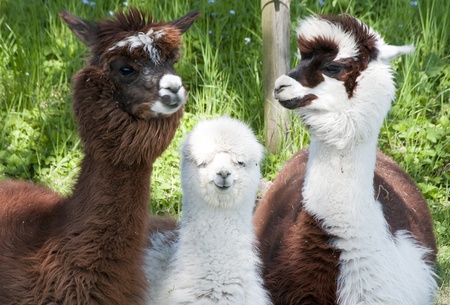 Three different alpacas colored brown and whiteの写真素材