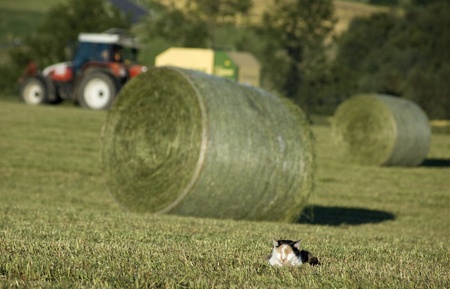 During harvesting a cat makes a little sleepの写真素材