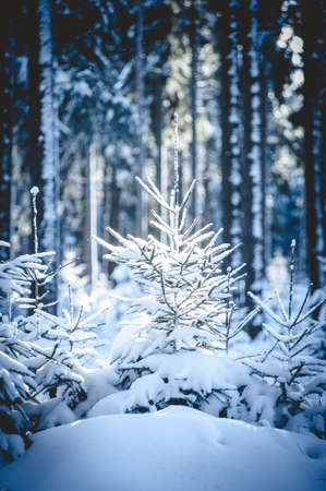 Small Fir Trees in snowy Forestの写真素材
