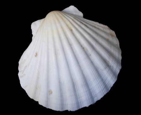 White Shell on Black Background