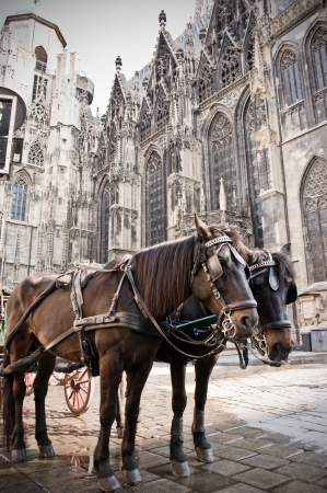 Coach in Viennaの写真素材