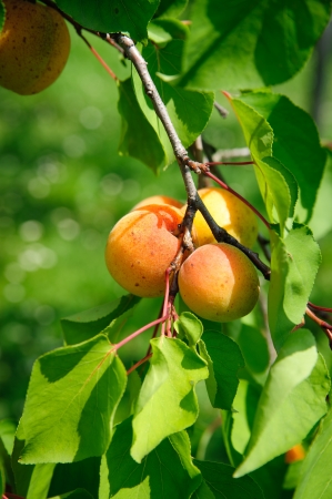 Branch with some ripe Apricots, vignette addedの写真素材