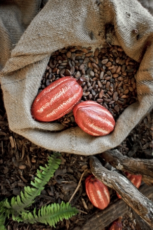 Cocoa Beans and Cocoa Fruitsの写真素材