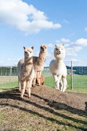 Group of white and brown Alpacasの写真素材