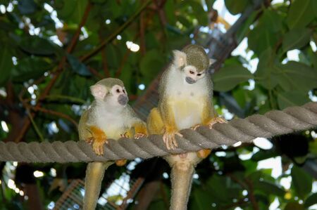 Two common squirrel monkeys sitting on a ropeの写真素材