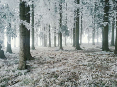 Frosty Forestの素材