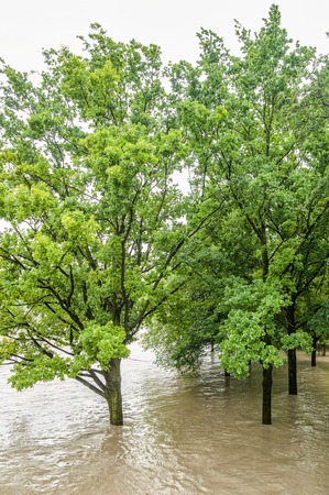 Trees in the Highwater of Danube Riverの写真素材
