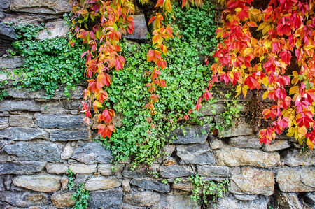 Autumn leaves in different colors against a rock wallの写真素材