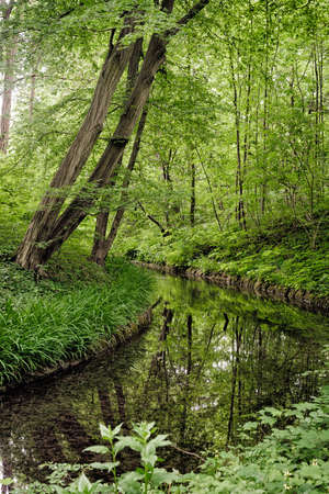 Beautiful forest with reflcetion on the Creekの写真素材