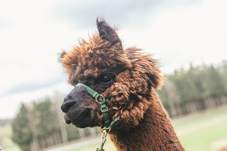 Close up of a fluffy brown alpacaの写真素材