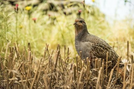 Single partridge in a corn fieldの写真素材