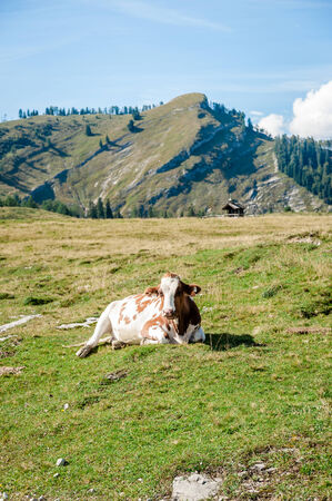 single cow in the austrian alpsの写真素材