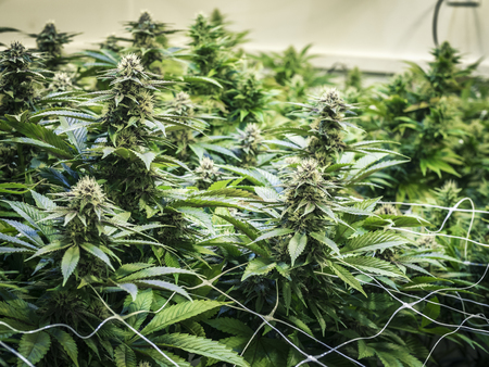 Background Canopy of Budding Indoor Marijuana Plantsの写真素材