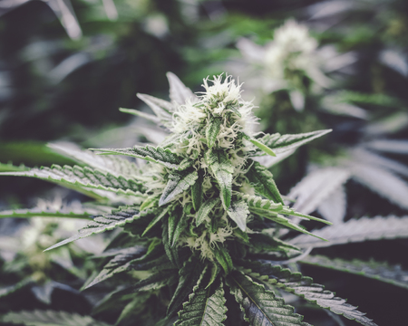 Close Up Marijuana Bud Growing on Indoor Plant with Great Detailの写真素材