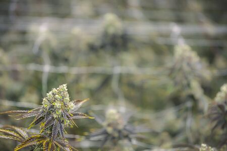 Cannabis culture backdrop with blurred indoor farmの写真素材