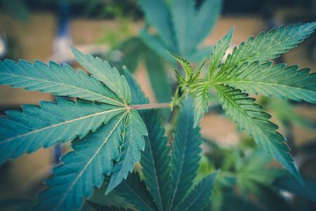 Weed leaves on small pot plant at indoor garden with colorful filter