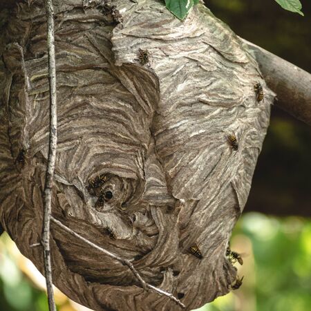 Big hive in tree branch covered with bees
