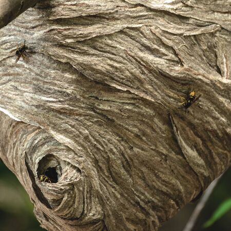Extreme close up of bee nest hole in tree branchの写真素材
