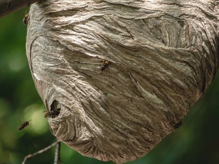 Bees fly in and out of hole in paper nest hanging from tree branchの写真素材
