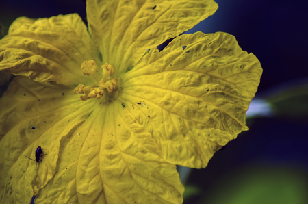 yellow flower in the morning .の写真素材