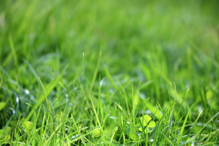 Fresh green grass with dew drops close up. natural background.の写真素材