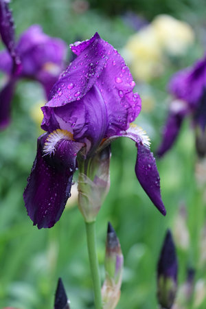 Purple iris flower with drops of dew on petals