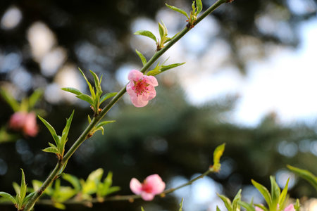 Peach blossom in the garden with bokeh background.の写真素材