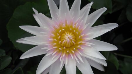 close cropped shot of a white lily on a dark backgroundの写真素材
