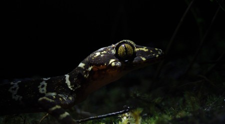 A Gekko rests on a bed of Moss. Bako National Park, Sarawak.の写真素材