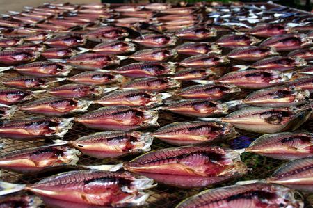 Fish being sundried on a netの写真素材